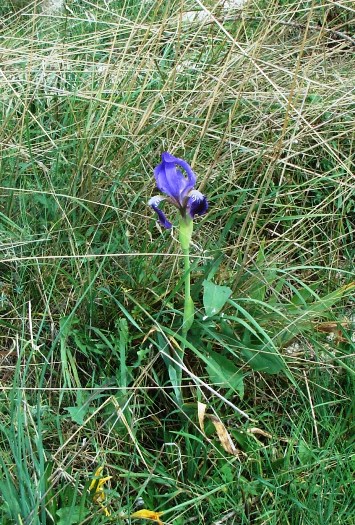 Iris bicapitata / Giaggiolo con due teste